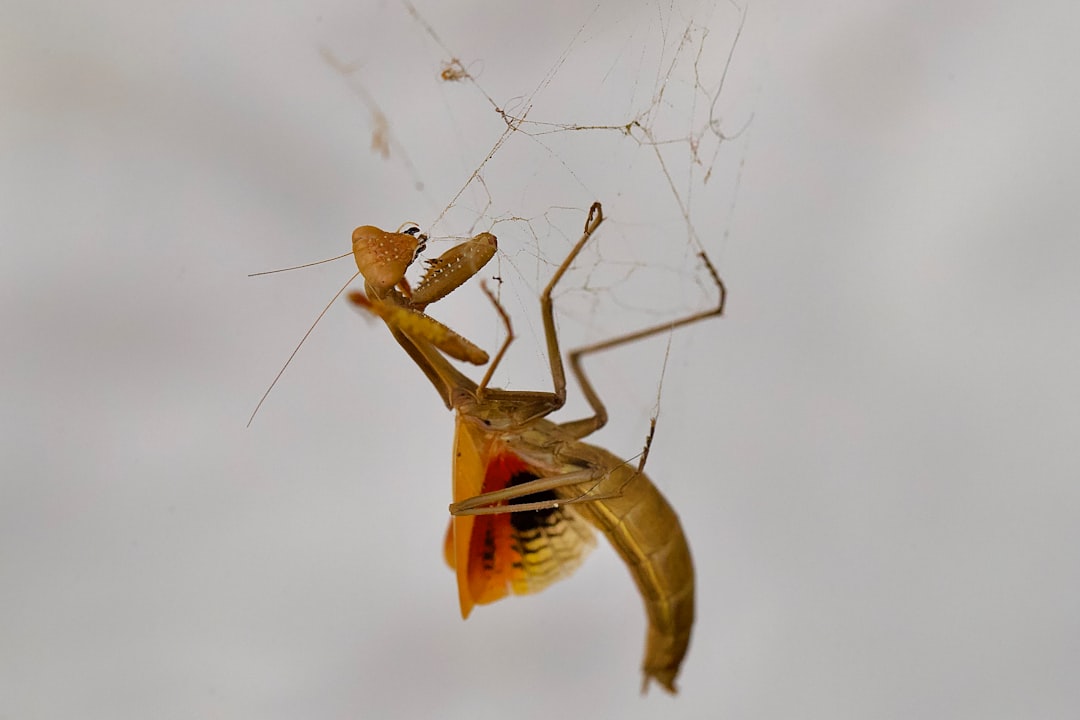 모기에 잘 물리는 사람 특징 및 혈액형 알아보기